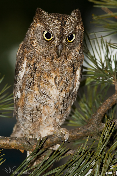 Zvířata Příčná ulice